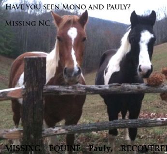MISSING EQUINE Pauly, RECOVERED Near Banner Elk, NC, 28604